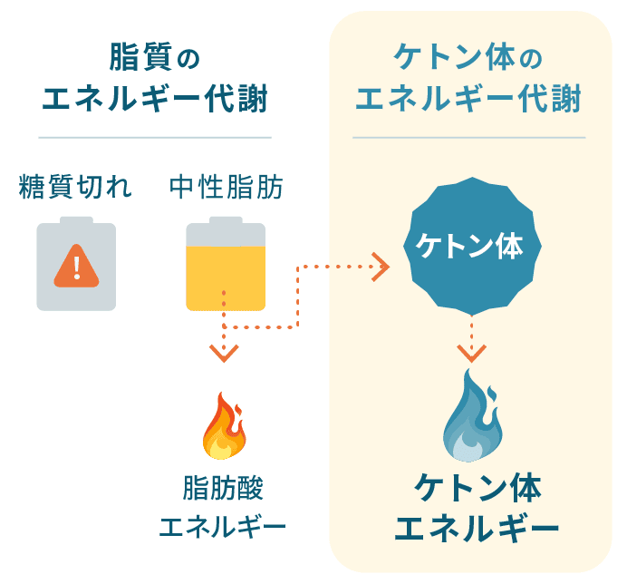 ケトン体とは？（図）