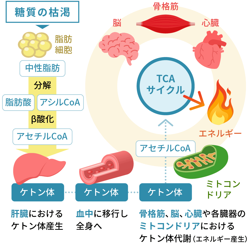 「ケトン体」体内産生の仕組み（図）